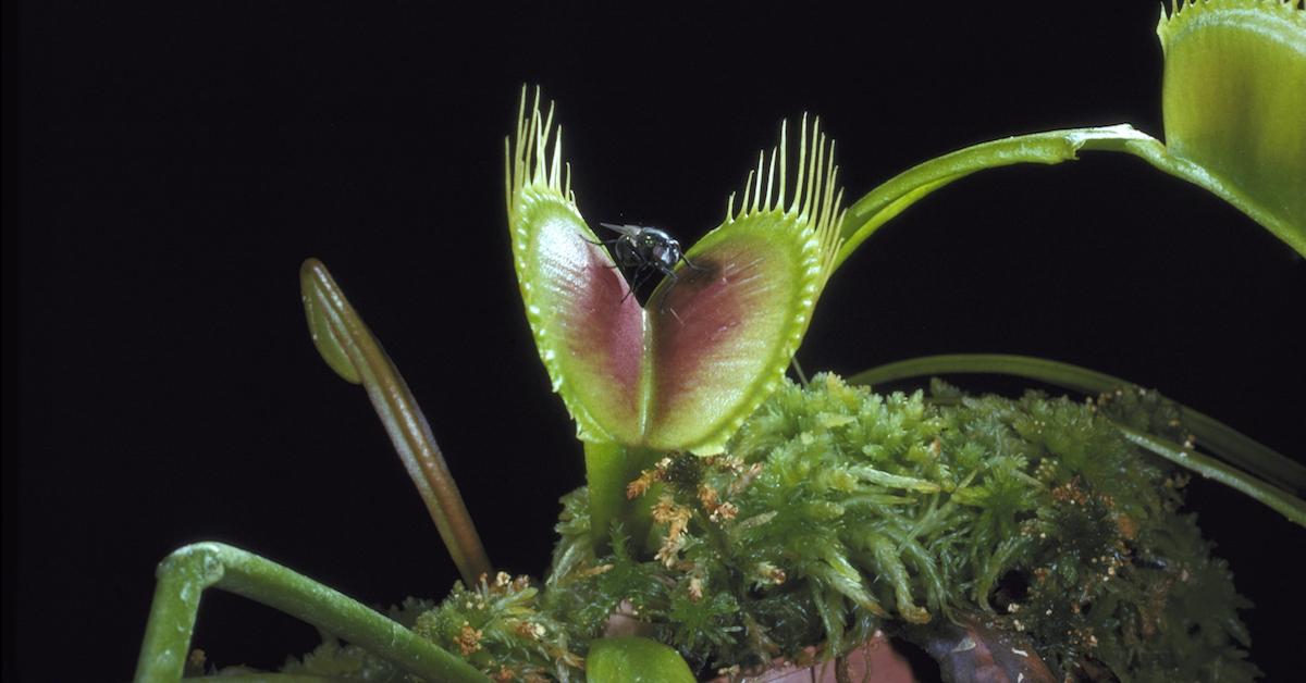 Venus flytrap eating