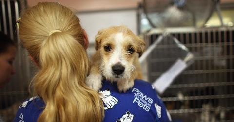 Adopt a Shelter Dog Month