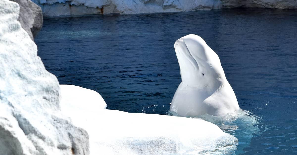 Beluga whale rising up out of the water near some rocks