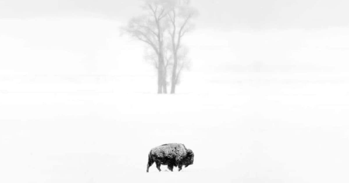 'Stoic – Yellowstone National Park, Montana USA' by Shannon Culpepper, winning image of the Independent Photographer Awards 2026 (Cover Image Source: Independent Photographer)