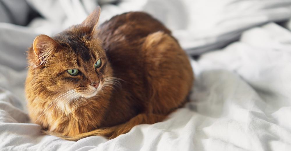 A red cat sitting on a bed covered in white sheets. 