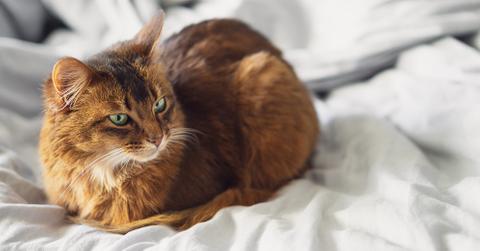 A red cat sitting on a bed covered in white sheets.