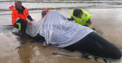 australia whale stranding