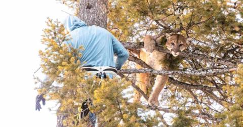 Expert climbing up to bring the mountain lion down (Cover Image Source: Instagram | @osuagsci)