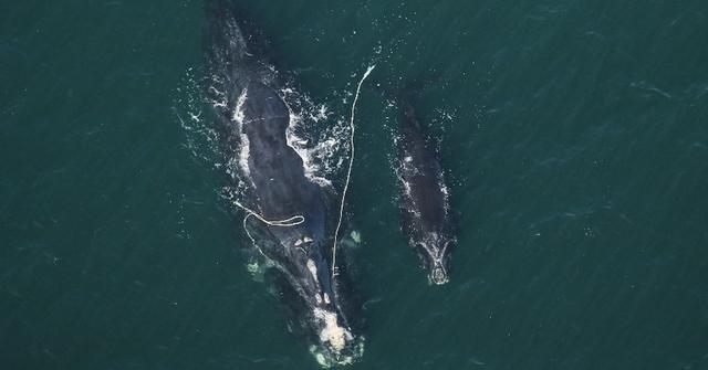 Environmentalists Feeling Hopeless About Latest Right Whale Entanglement