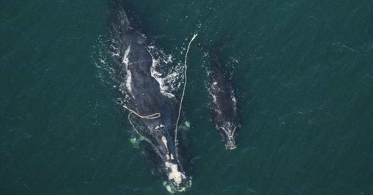 Environmentalists Feeling Hopeless About Latest Right Whale Entanglement