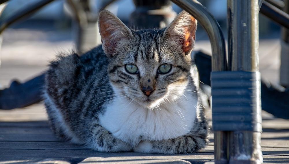 A cat laying down outside.