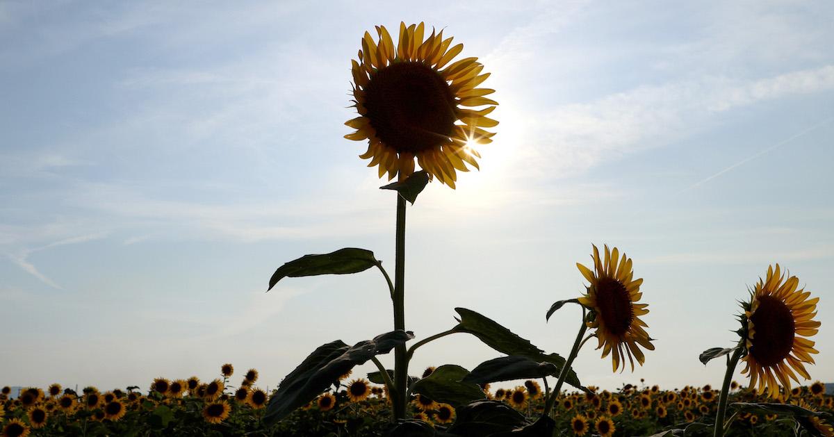 The Dos and Don'ts of Deadheading Flowers - Bob Vila