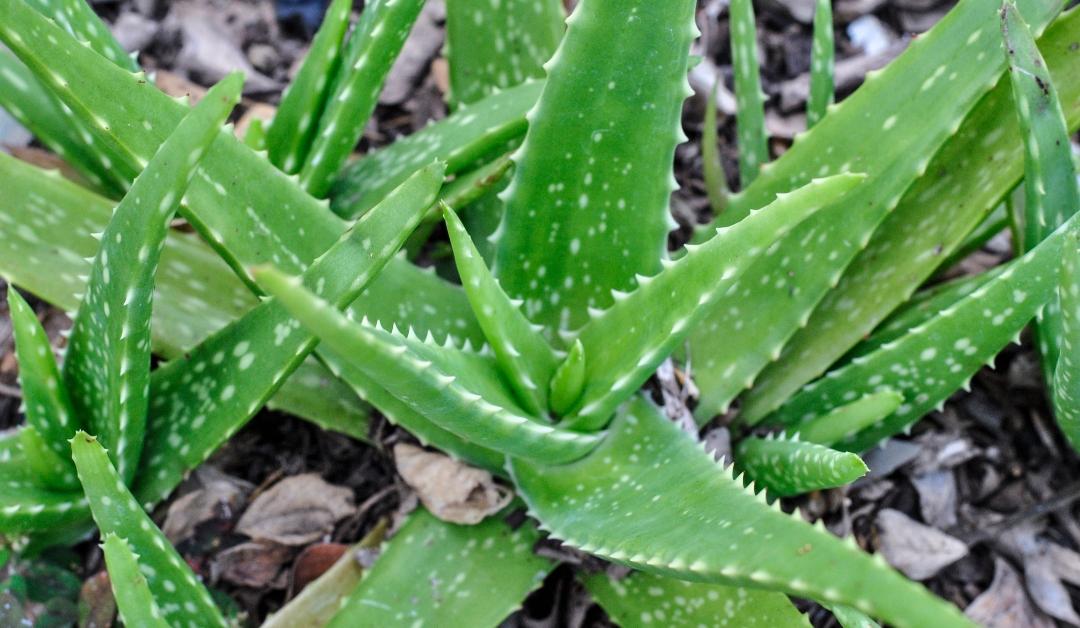 An Aloe Vera plant up close in a cluster of brown, dry leaves 