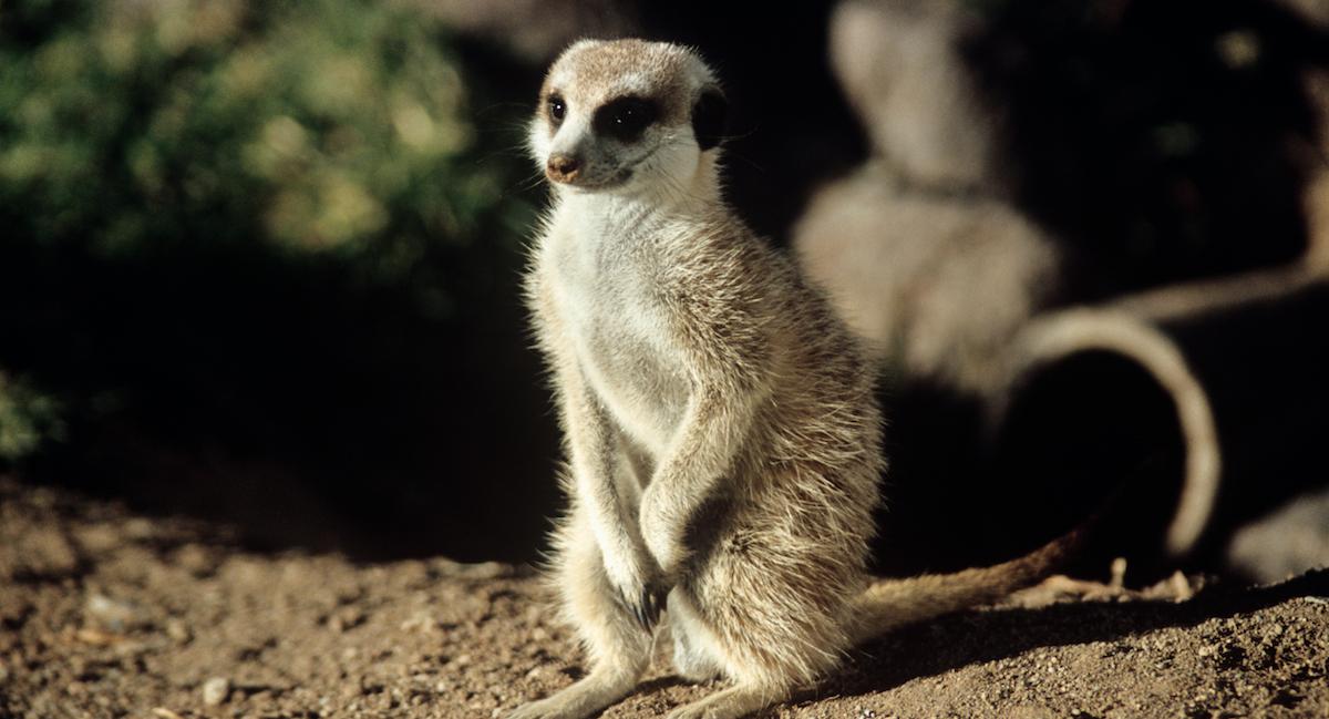 Lone meerkat sitting