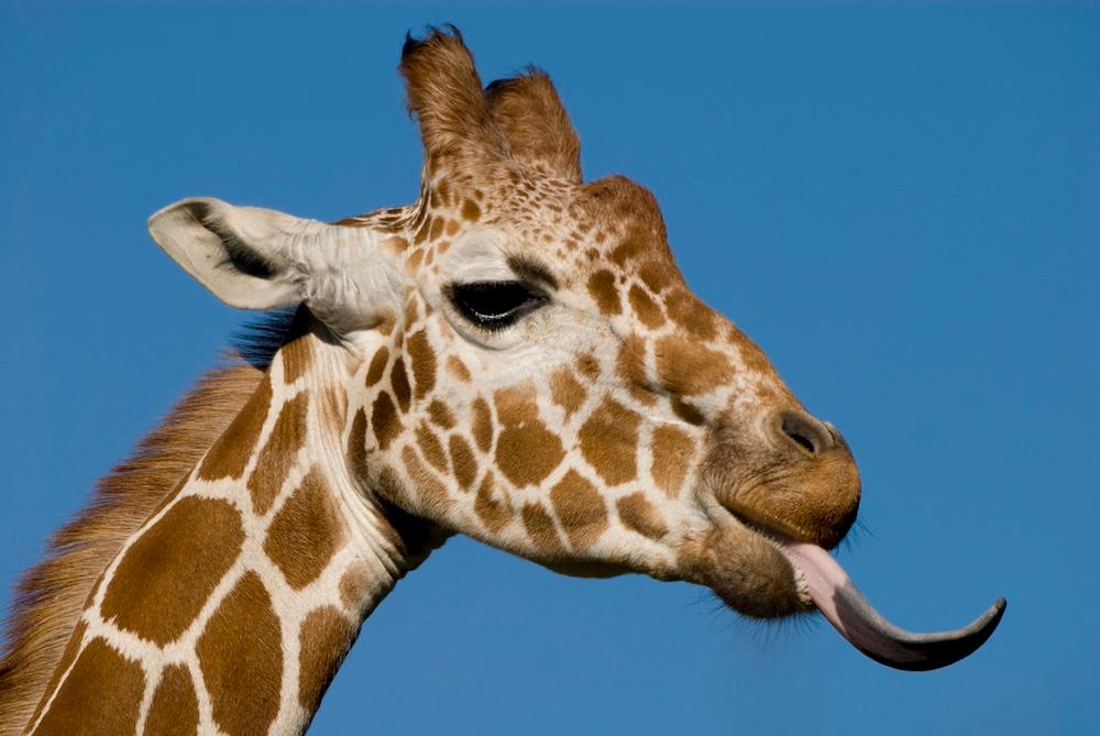 A giraffe with their tongue sticking out.