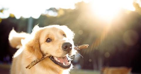 A smiling dog is pictured with a stick in his mouth in the park with the sun shining.