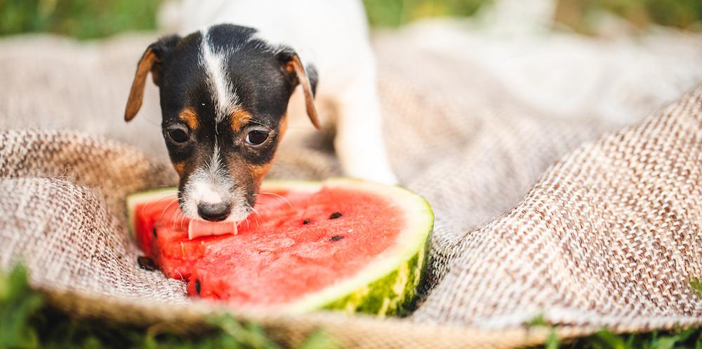 Dogs clearance eat melon