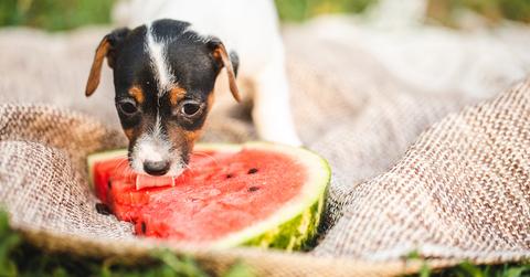 A dog eating a watermelon on a tarp outside.