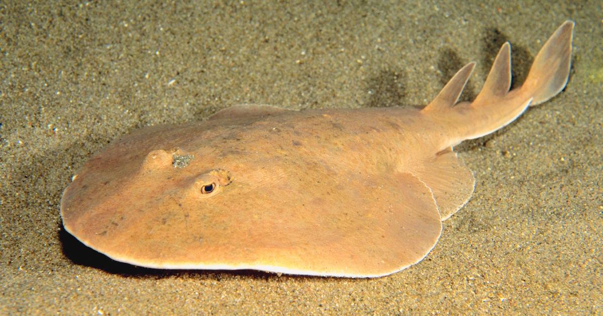 Stingray in the sand