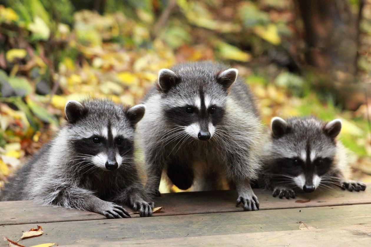 Three raccoons appear perched behind a log with greenery and leaves behind them.