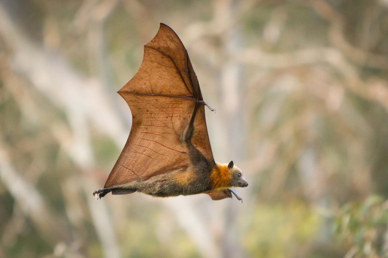 A fruit bat appears flying through the air.