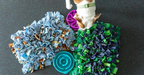 Overhead view of a dog interacting with two multi-colored snuffle mats and slow feeders