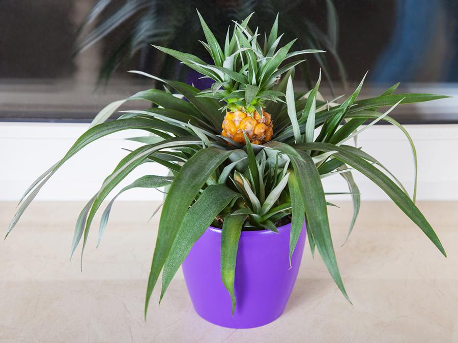 pineapple plant