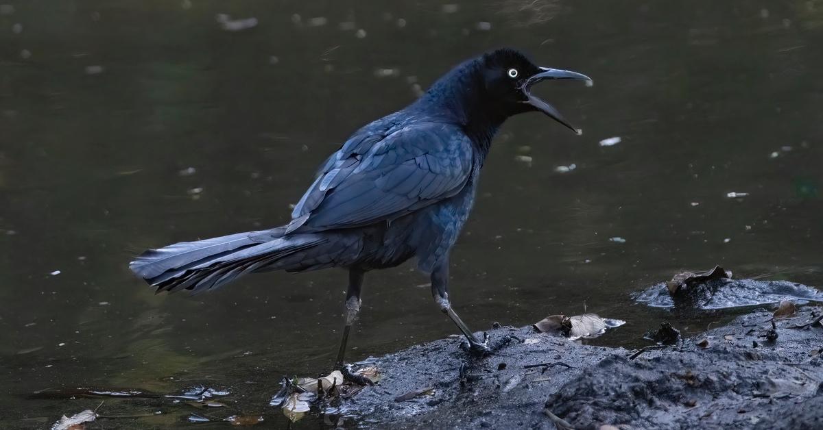 How to Get Rid of Grackles at Bird Feeders: An Easy Guide