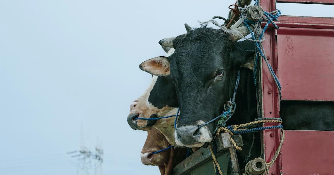cattle in truck