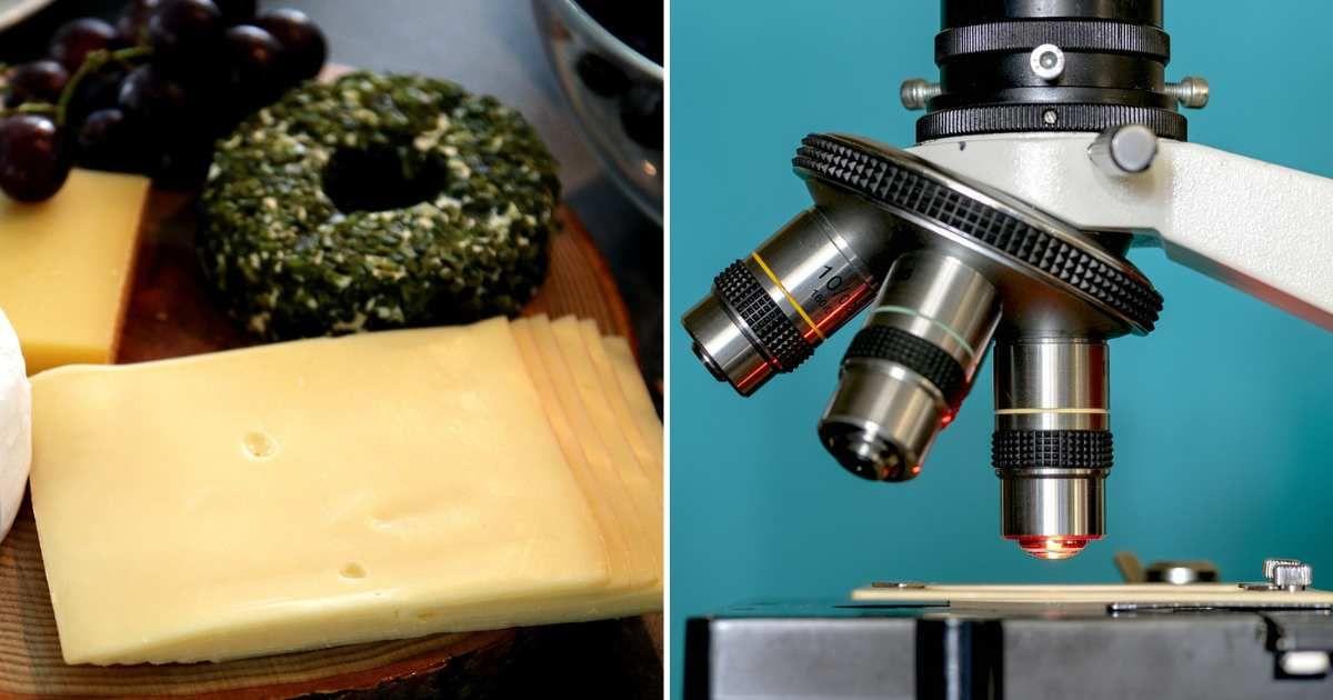 (L) Slices of cheese laid on a platter. (R) A close-up image of a microscope. (Representative Cover Image Source: Pixabay | (L) Moerschy, (R) Panals)
