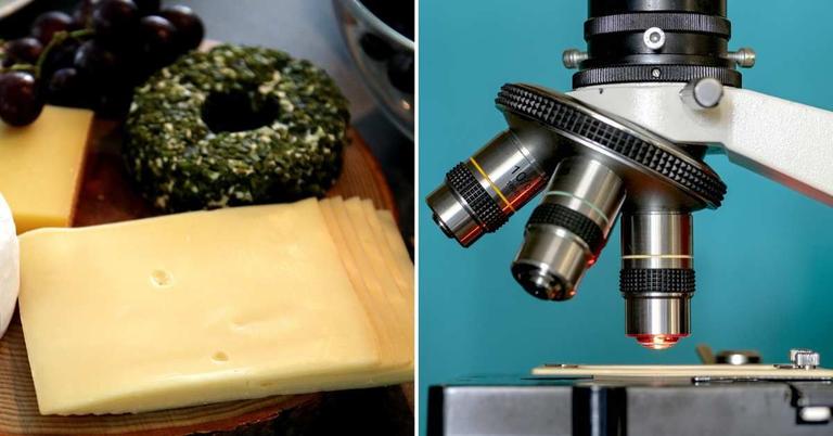 Microscope Cheese Rind Science Geek Observes Cheese That Comes in Plastic Wrapping Under ...