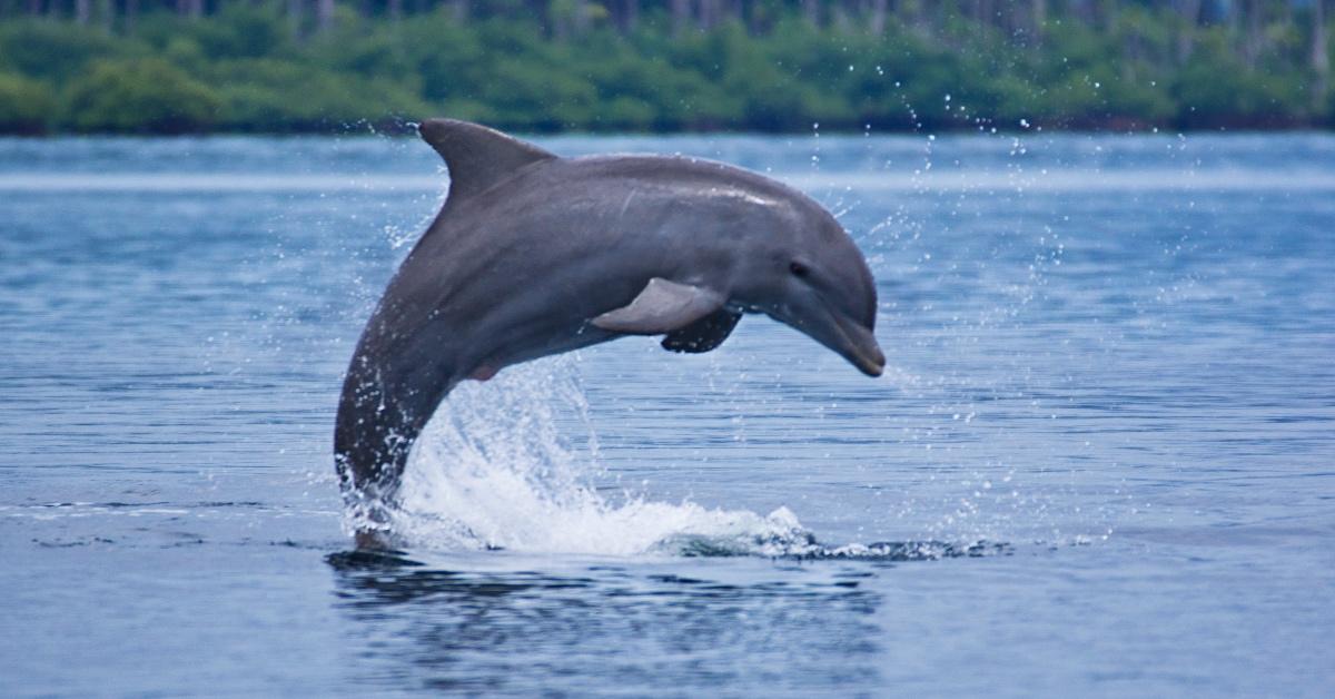 A dolphin rises from the ocean.