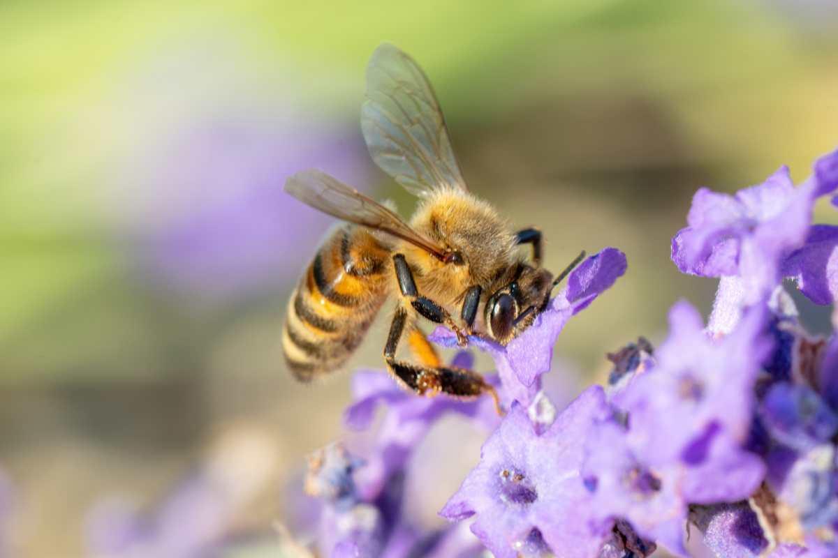 pn/eaee c fc fe fdcf