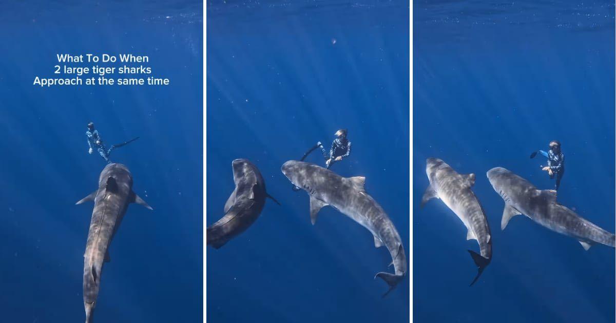 Diver adopts an intelligent strategy based on shark behavior to redirect two tiger sharks away from her (Cover Image Source: Instagram | @juansharks)