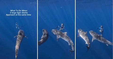 Diver adopts an intelligent strategy based on shark behavior to redirect two tiger sharks away from her (Cover Image Source: Instagram | @juansharks)