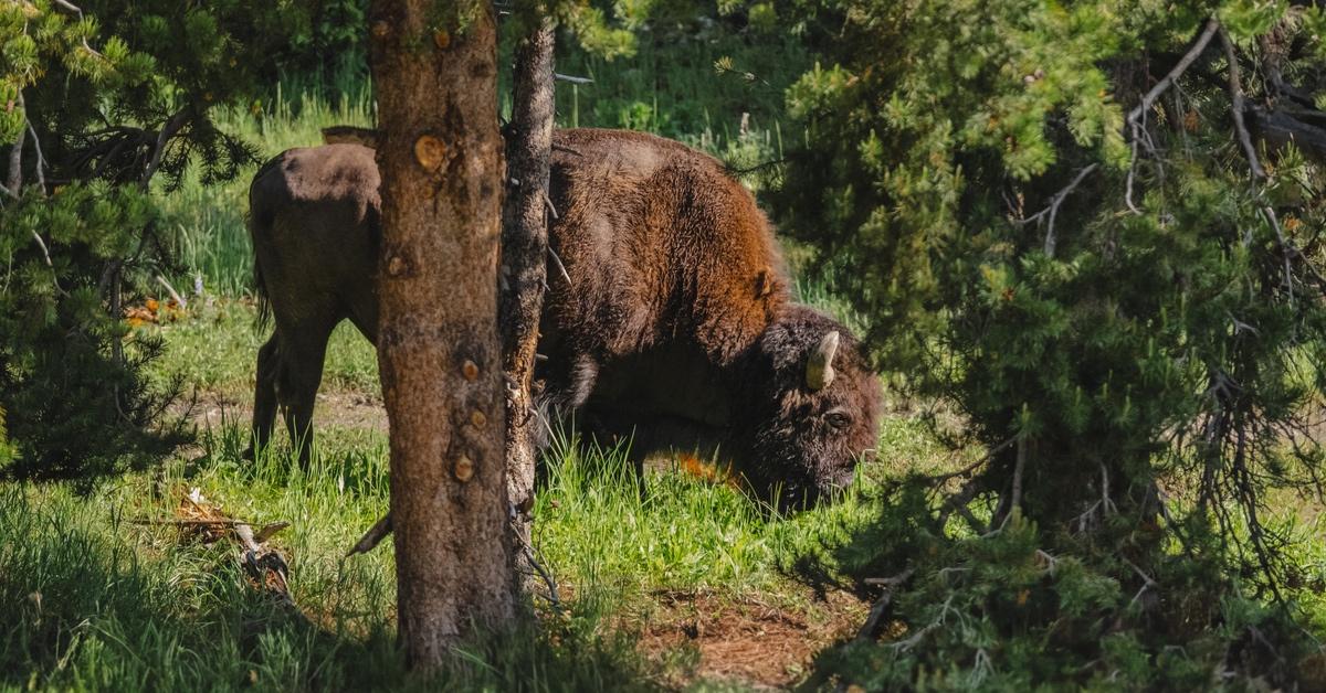 Bison quietly eating grass in Yellowstone National Park.