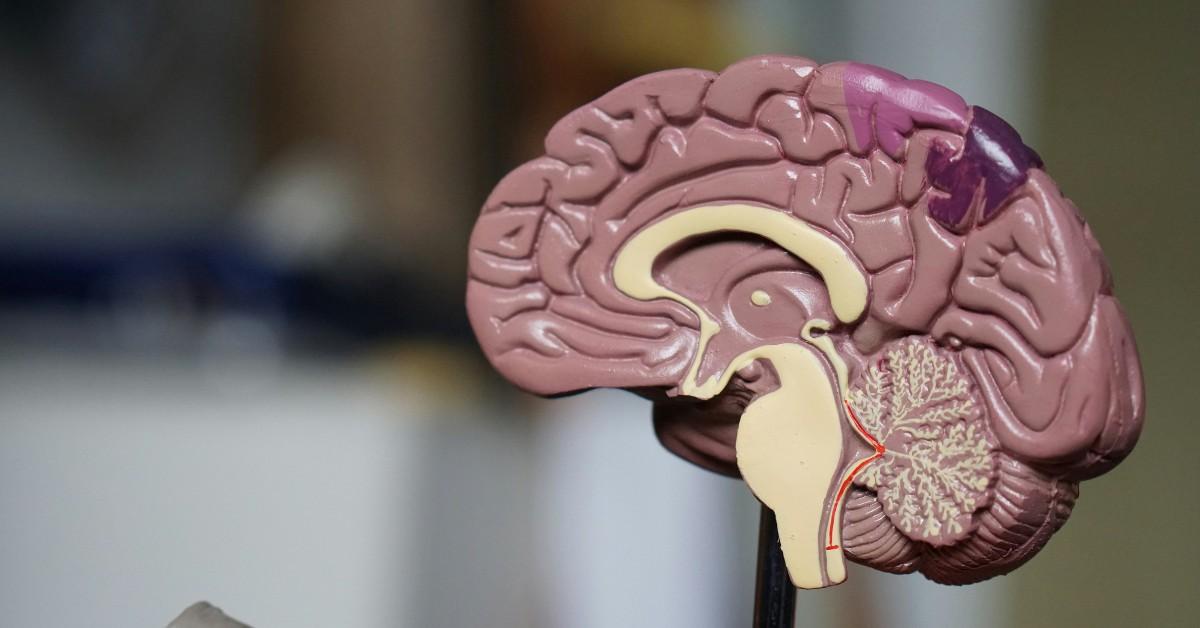 Half of a plastic replica of a brain sits atop a stand, exposing different regions 