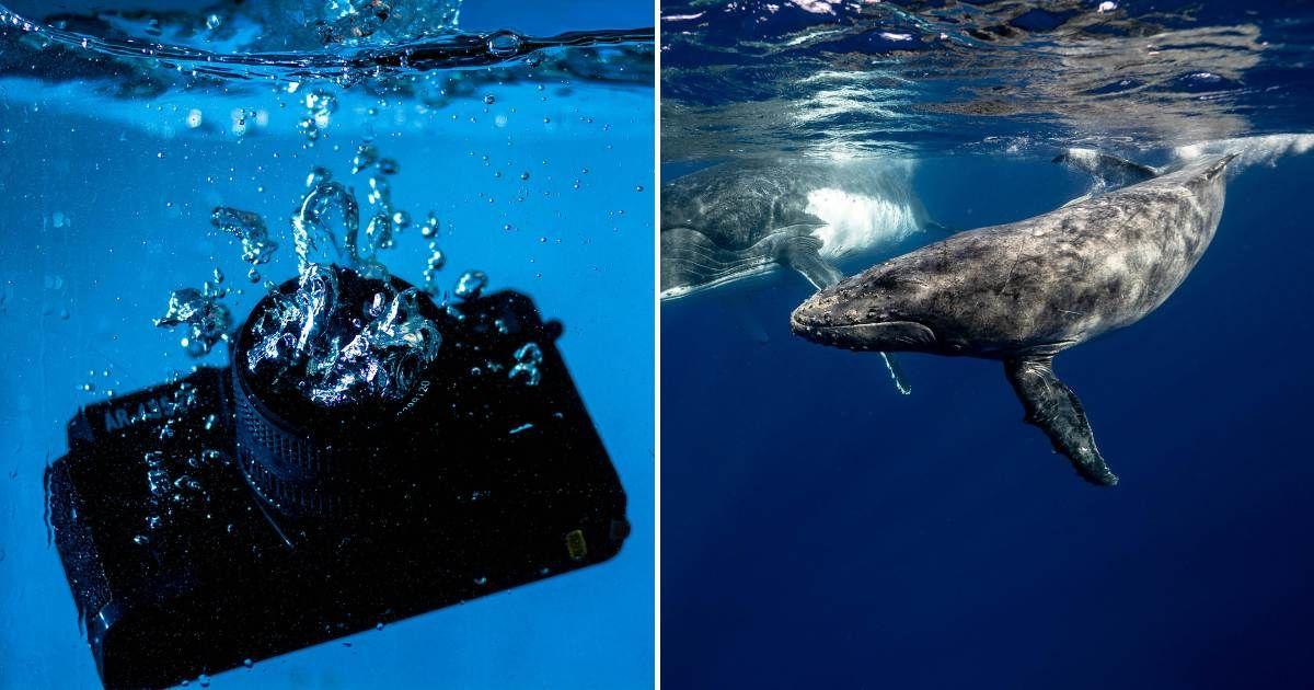 (L) A camera dropped underwater. (R) Two whales swimming underwater. (Representative Cover Image Source: Pexels | (L) Sergey Meshkov, (R) Elianne Dipp )