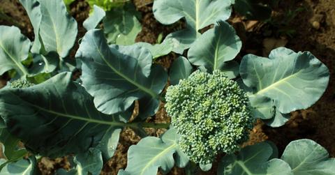 Broccoli plant in garden