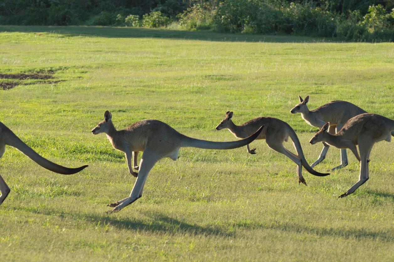 Several kangaroos hop forward together across a field of green grass.