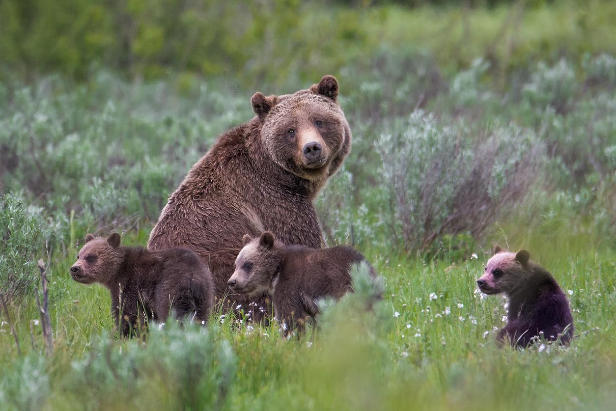 A grizzly bear and her three cubs are pictured in Grand Teton National Park.