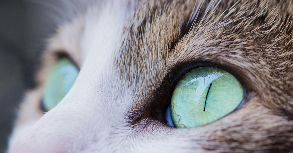 A closeup of a tabby cat's green eye with a very small slit pupil