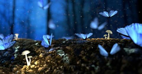 Close-up Photo of Glowing Blue Butterflies. (Representative Cover Image Source: Pexels | Pixabay)