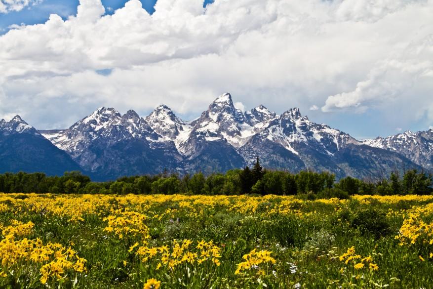 The snow-capped mountain range at Grand Teton National Park is depicted with yellow wildflowers in the foreground.