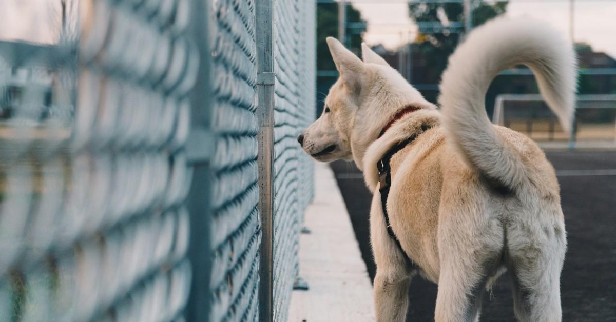 A cream colored dog looks through a fence as his tail curls up behind him