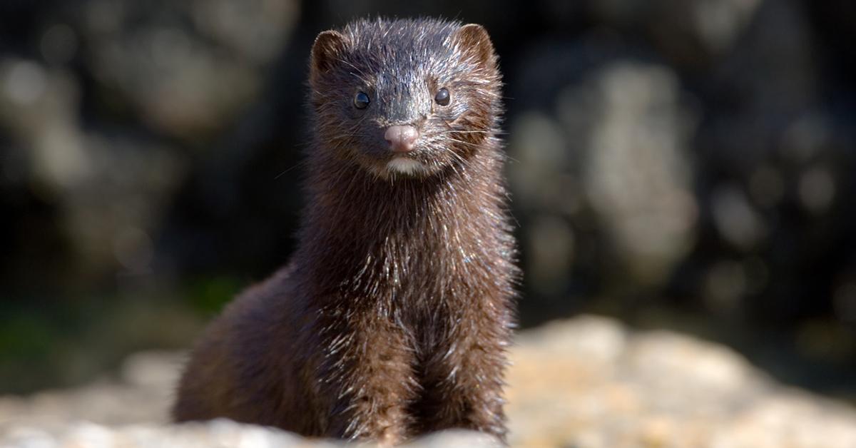 mink fur farm banned