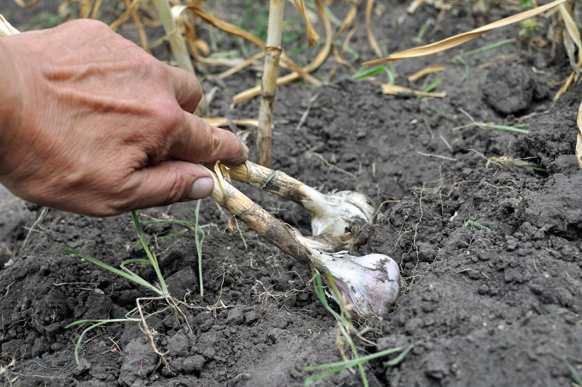 garlic harvesting