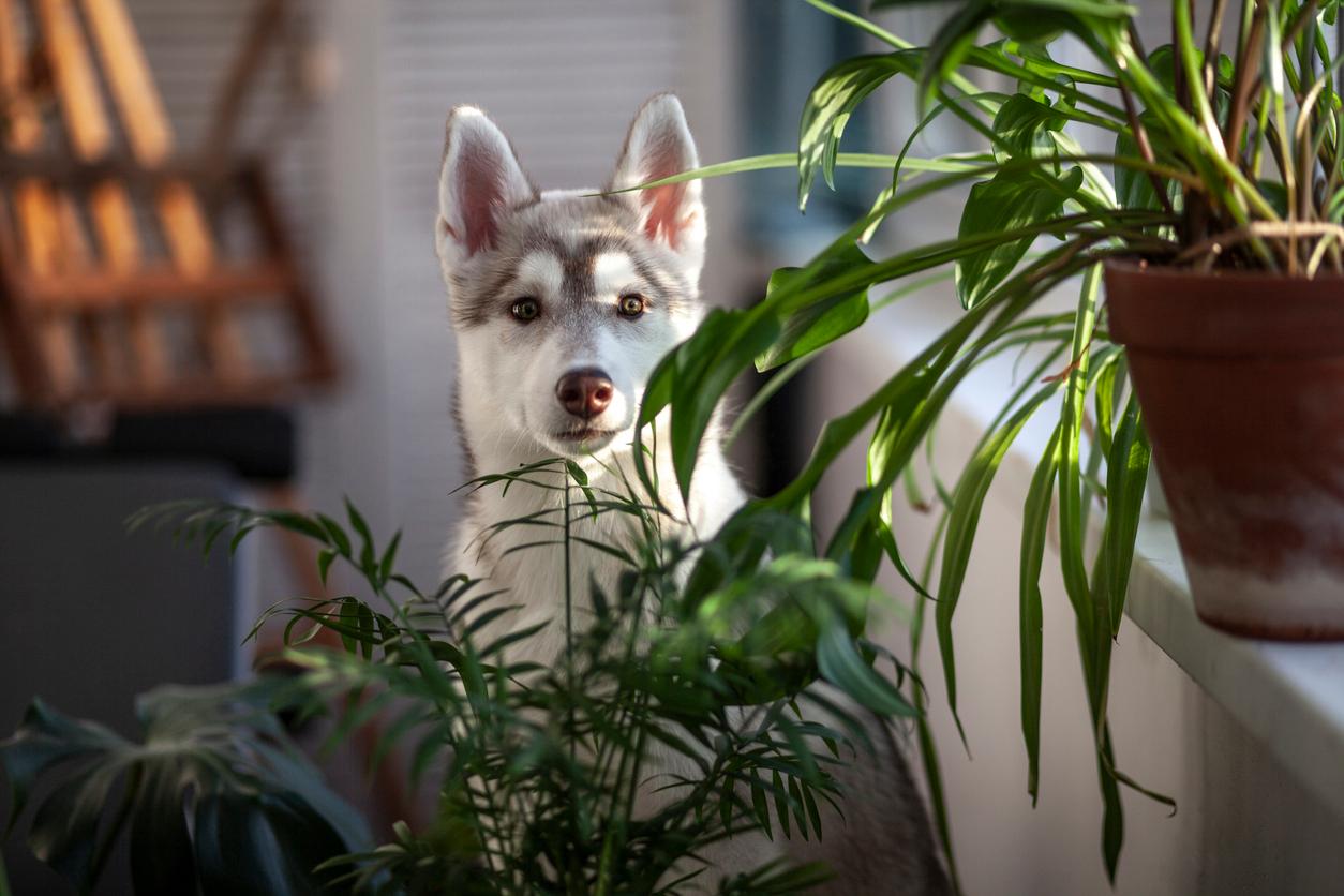 is spider plant toxic to dogs