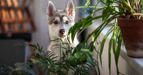 A husky standing next to two different houseplants.