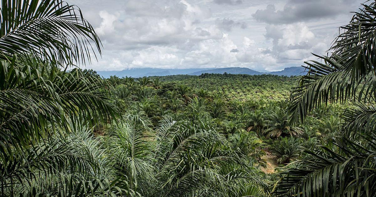 palm oil