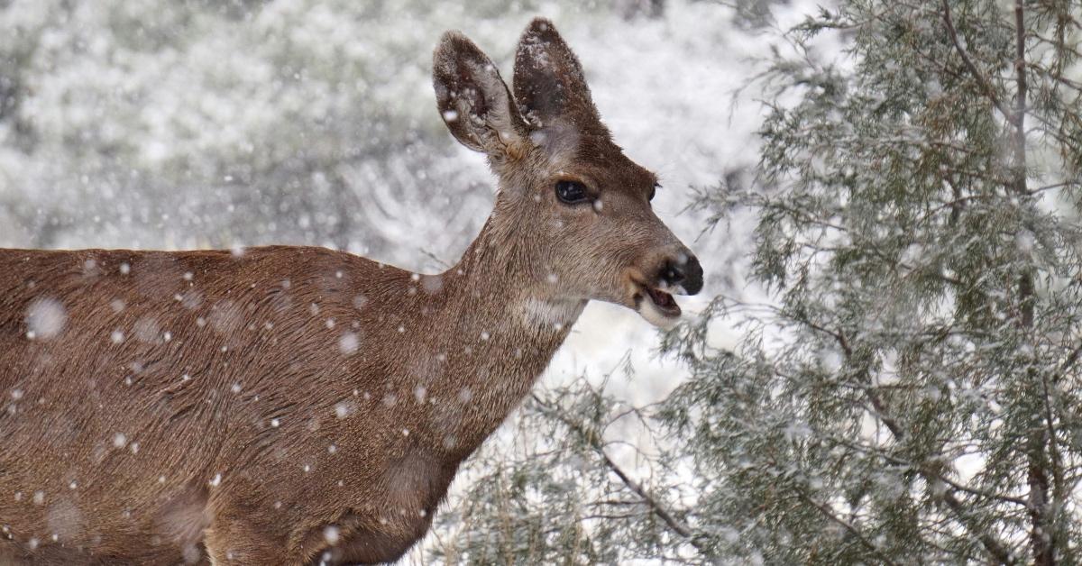 Brown deer opening their mouth to feed on the pine leaves in winter. 