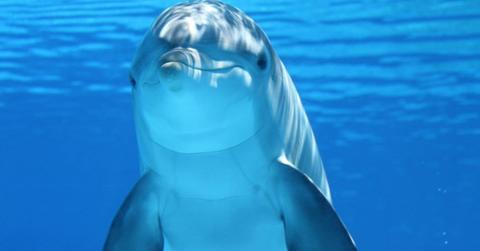 An adorable dolphin under the water. (Representative Cover Image Source: Pexels | Pixabay)