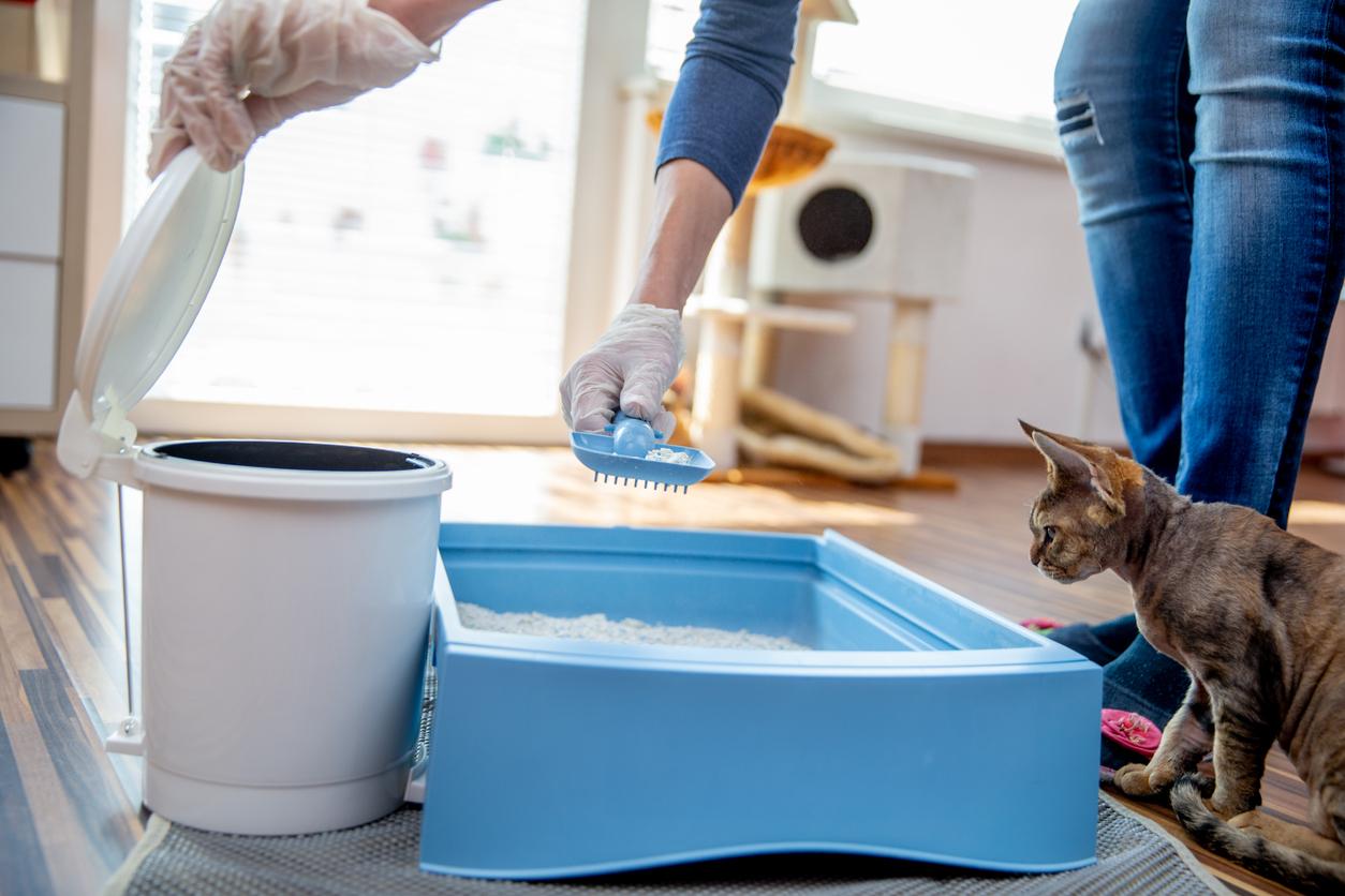 A cat parent scoops litter from a blue litter box in front of a cat.