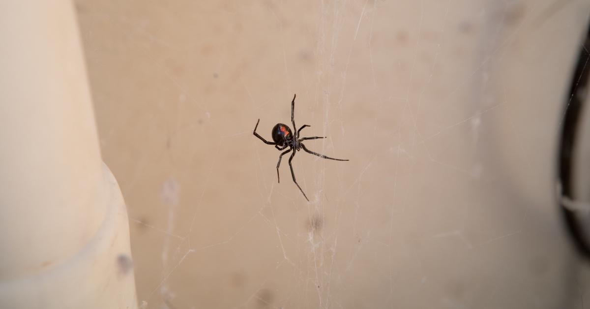 Black widow spider dangles from a web.